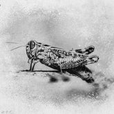 Obsidian - Realistic Charcoal Actions